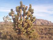 Mojave Desert